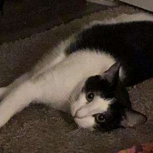 Image of Theo, Lost Cat