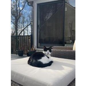 Lost Cat Whiskey