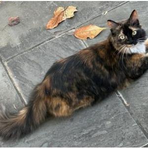 Lost Cat Coco