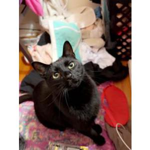 Lost Cat Babycat