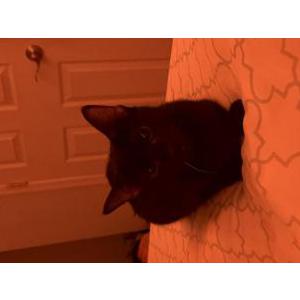 Lost Cat Koda