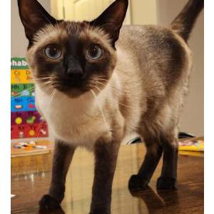 Lost Cat Peanut