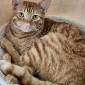 Image of O'Malley, Lost Cat