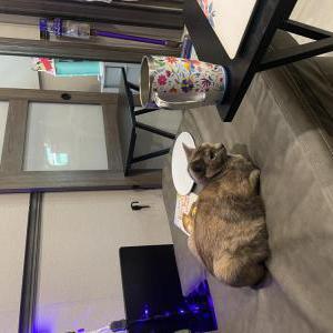 Image of Enola, Lost Cat