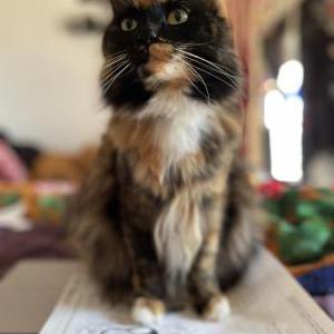 Image of Kylo, Lost Cat