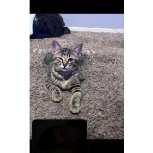Image of Ace, Lost Cat