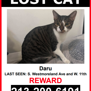 Image of Daru, Lost Cat