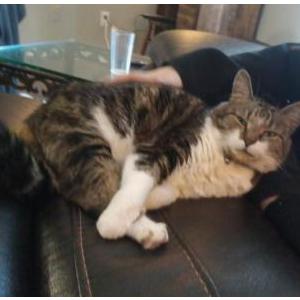Lost Cat Coonie