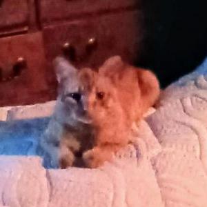 Image of Saber, Lost Cat