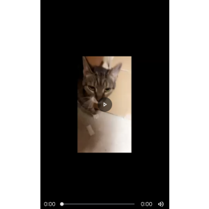 Found Cat Unknown