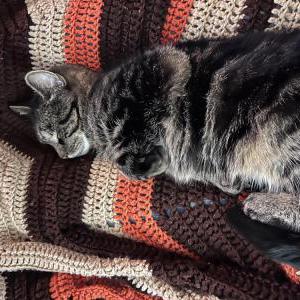 Lost Cat Simom
