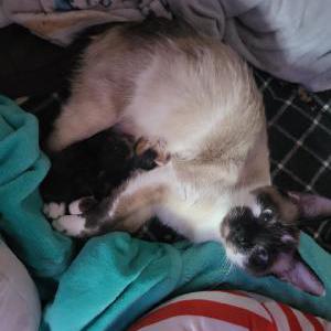 Lost Cat BEAR