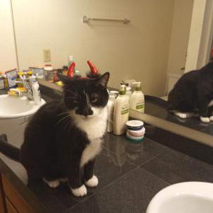 Image of Gata, Lost Cat