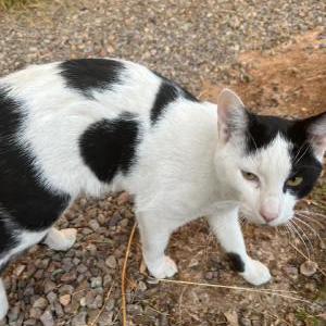 Image of French Fry, Lost Cat
