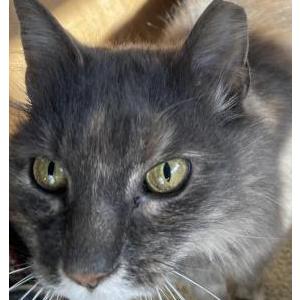 Found Cat Unknown