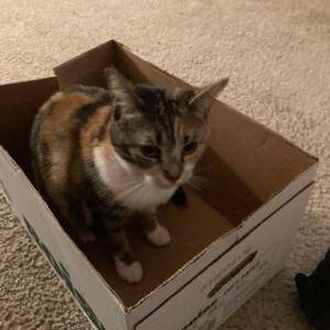 Lost Cat Pixie