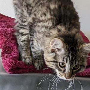 Lost Cat Buddy