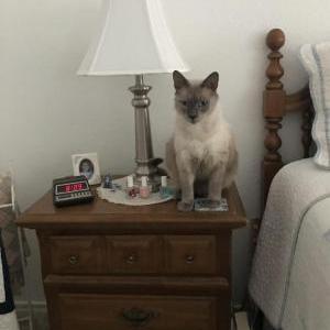 Image of teddy, Lost Cat