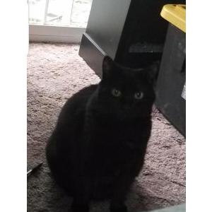 Lost Cat Luna STILL MISSING