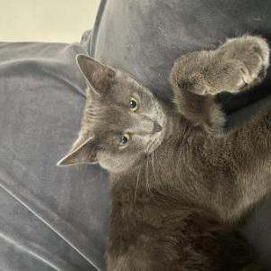 Found Cat Silver