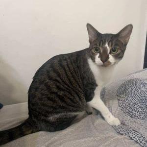 Image of Daru, Lost Cat