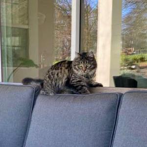 Image of Zena, Lost Cat
