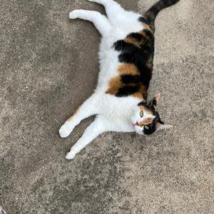 Lost Cat Lucy