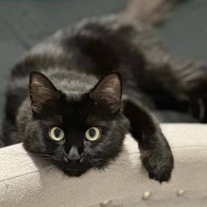 Image of Eevee, Lost Cat