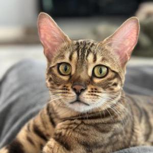 Image of Frankie Minter, Lost Cat