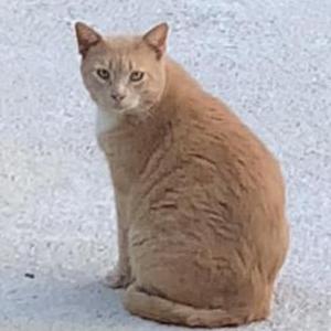 Image of Buckster, Lost Cat