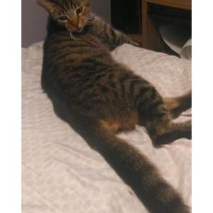 Lost Cat kitsune