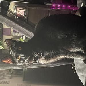 Lost Cat Levi
