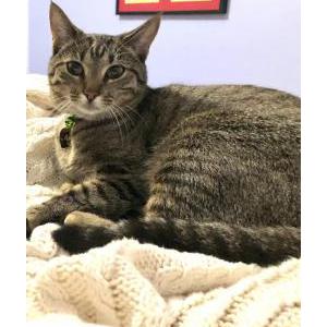 Lost Cat -M- (Em, or Emme)