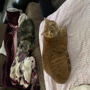 Image of Claudia, Lost Cat