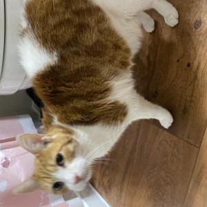 Image of Unknown, Found Cat