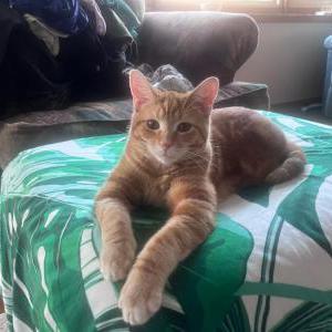 Lost Cat Cosmo
