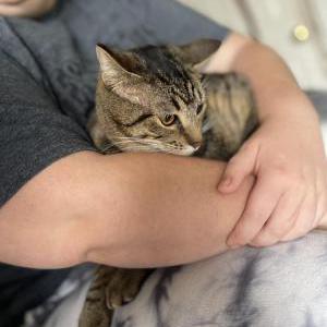 Image of Princess, Lost Cat