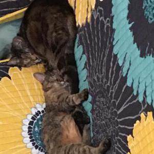Image of Pepper, Lost Cat