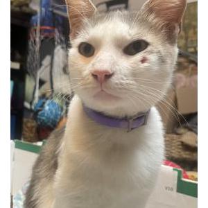 Lost Cat SugarCane