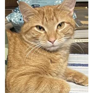 Lost Cat Bob