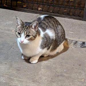 Found Cat Unknown