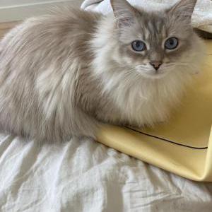 Image of Eddie, Lost Cat