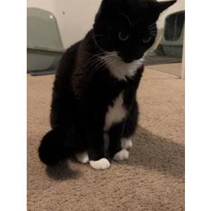 Lost Cat Indica