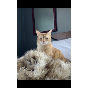 Image of Dagur, Lost Cat