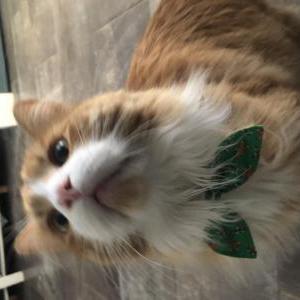 Lost Cat Miles