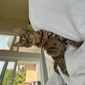Image of Benji, Lost Cat