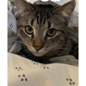 Image of bogus, Lost Cat