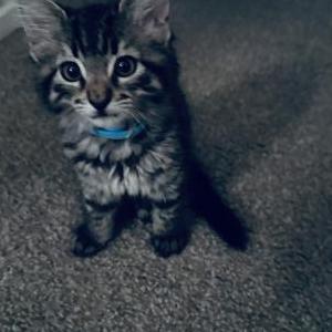 Image of Foxy, Lost Cat
