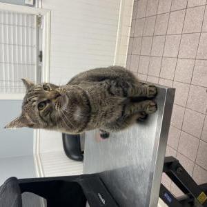 Image of Tighi, Lost Cat