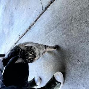 Image of Unknown, Found Cat